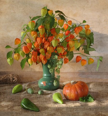 Physalis decorative: photo and description