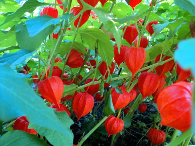 Physalis decorative: photo and description