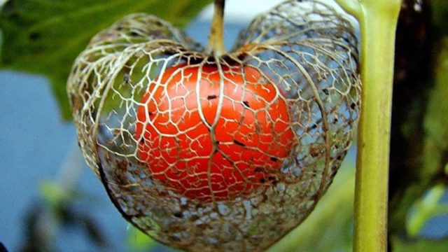 Physalis decorative: photo and description