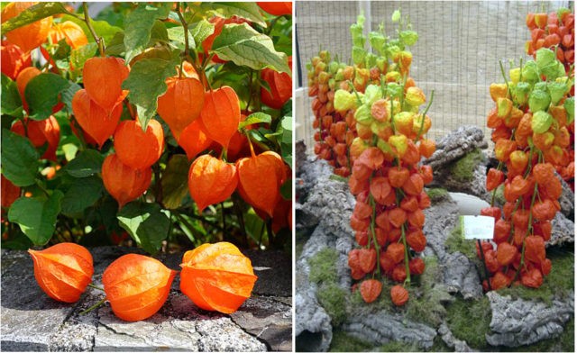 Physalis decorative: photo and description