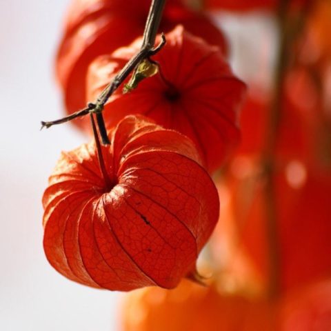 Physalis decorative: photo and description