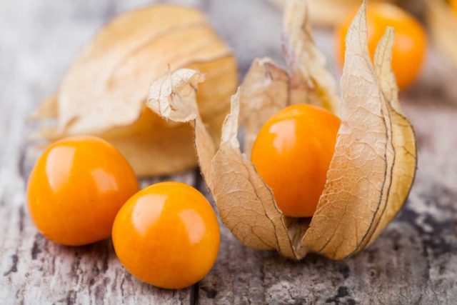 Physalis decorative: photo and description