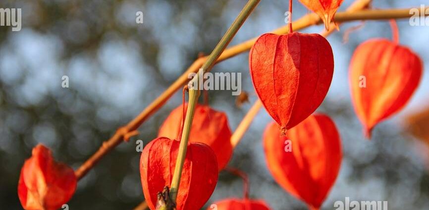 Physalis decorative: photo and description