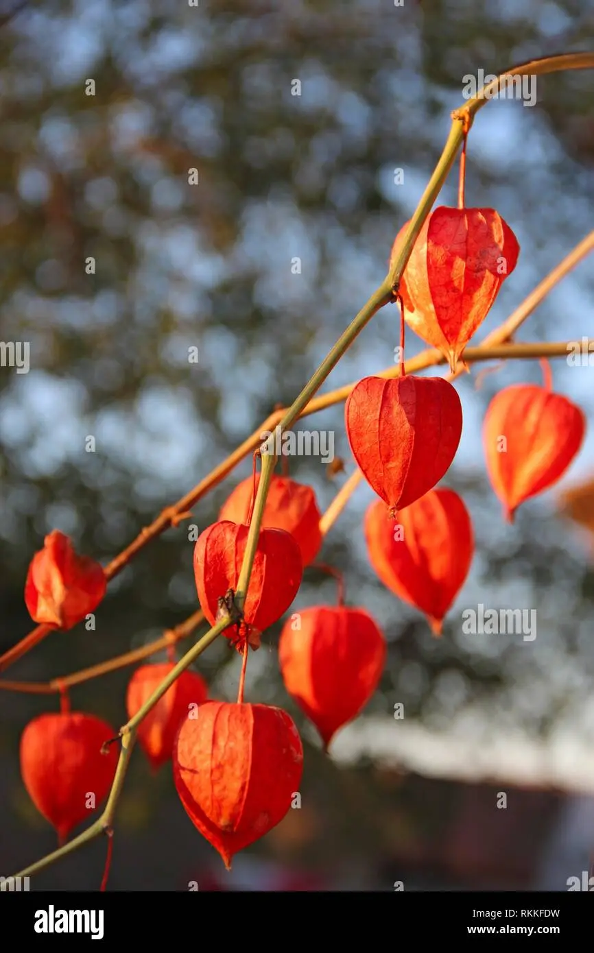 Physalis decorative: photo and description