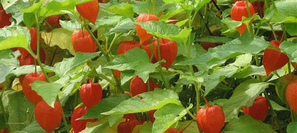 Physalis: fruit or vegetable, how to grow