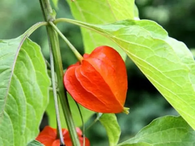 Physalis: health benefits and harms