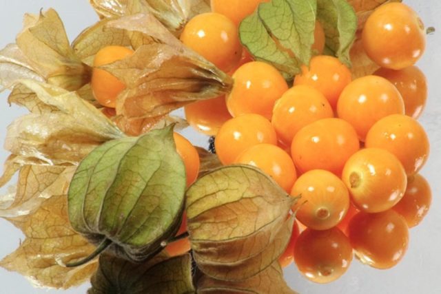 Physalis: health benefits and harms