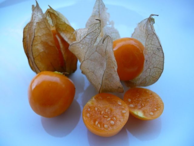 Physalis: health benefits and harms