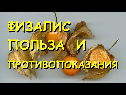 Physalis: health benefits and harms