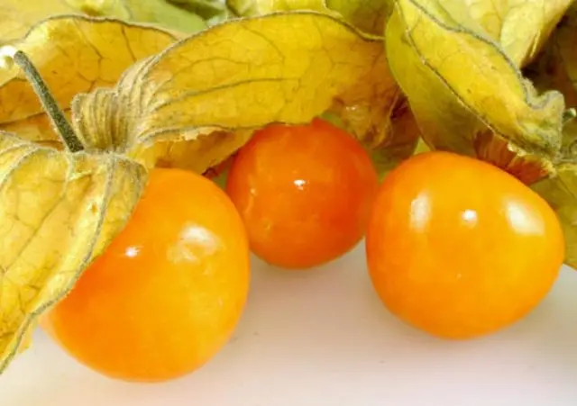 Physalis: health benefits and harms