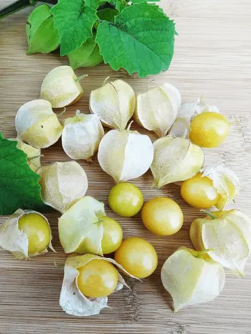 Physalis pineapple: cultivation and care, photo