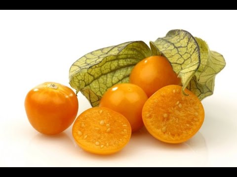 Physalis pineapple: cultivation and care, photo