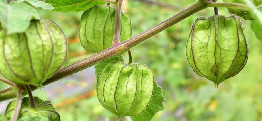 Physalis pineapple: cultivation and care, photo