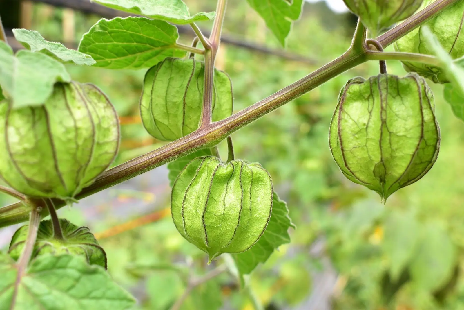 Physalis pineapple: cultivation and care, photo