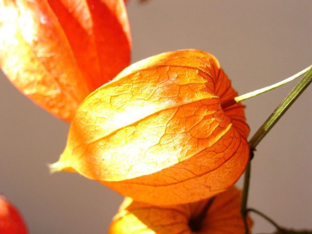 Physalis varieties