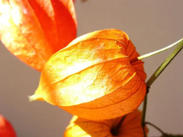 Physalis varieties