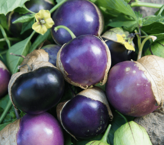 Physalis varieties