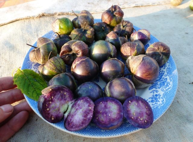 Physalis varieties