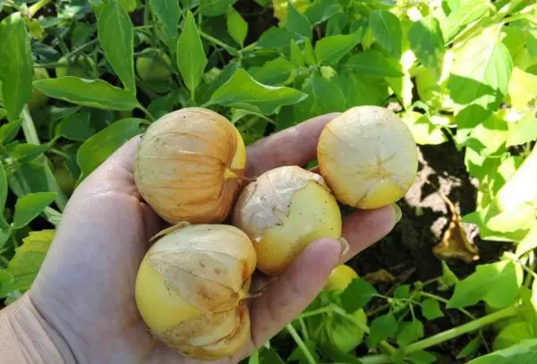 Physalis varieties