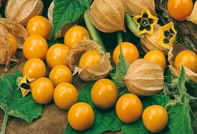 Physalis varieties