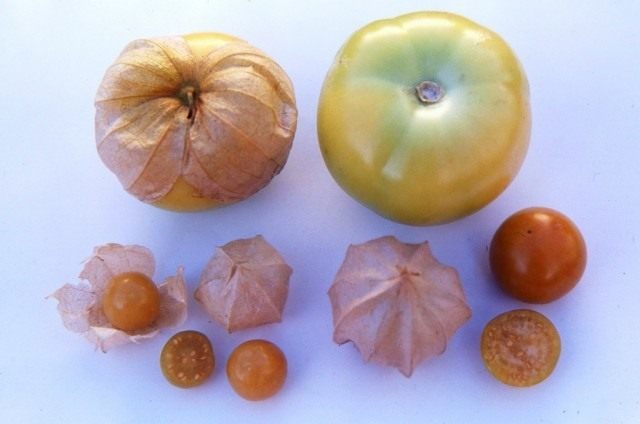 Physalis varieties