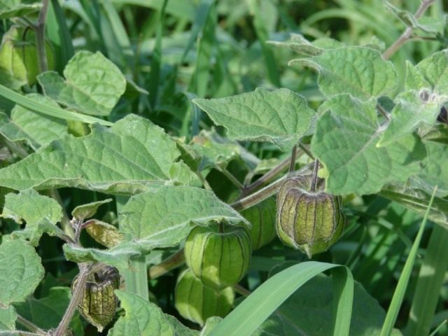 Physalis varieties