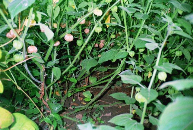 Physalis varieties