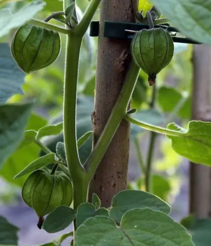 Physalis varieties