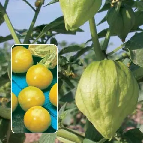 Physalis varieties