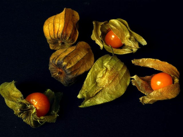 Physalis varieties