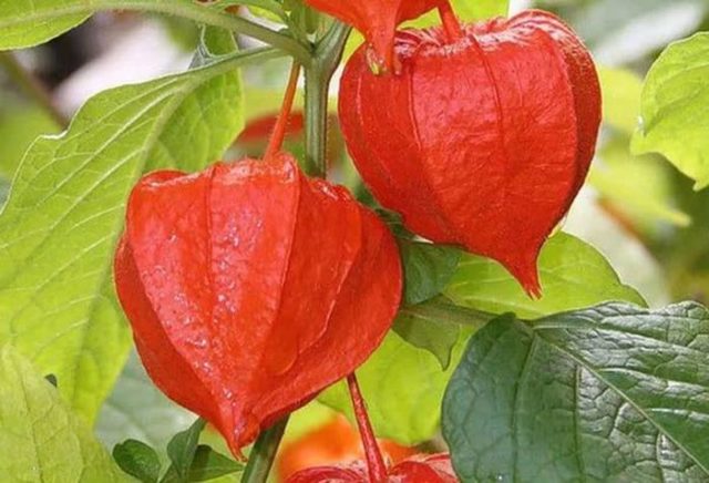 Physalis varieties