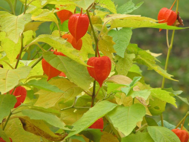 Physalis varieties