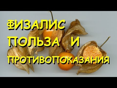 Physalis vegetable: useful properties and recipes