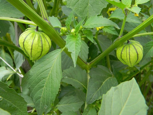 Physalis vegetable: useful properties and recipes