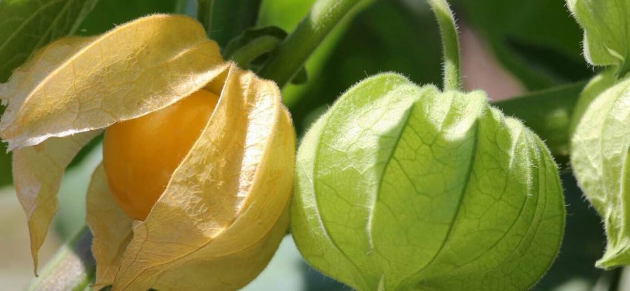 Physalis vegetable: useful properties and recipes