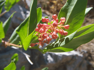 Phytolacca plant