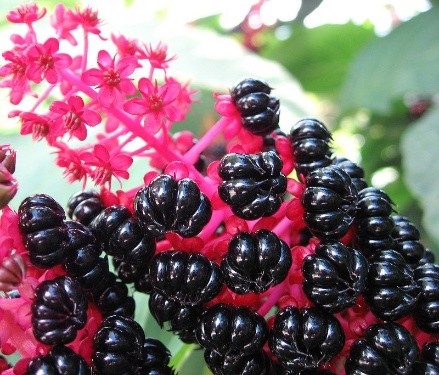 Phytolacca plant