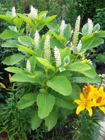 Phytolacca plant