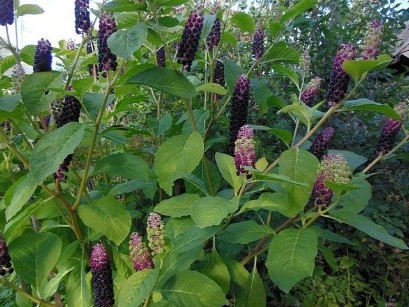 Phytolacca plant