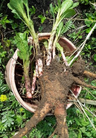 Phytolacca plant