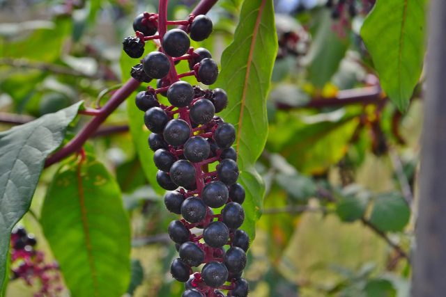 Phytolacca plant