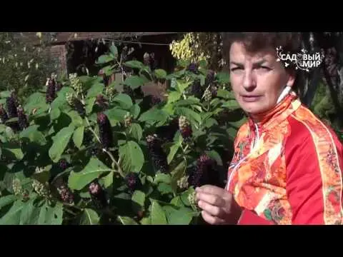 Phytolacca plant