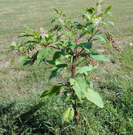 Phytolacca plant