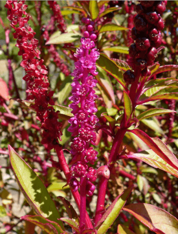 Phytolacca plant