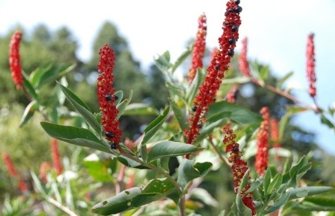 Phytolacca plant