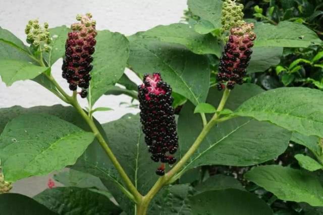 Phytolacca plant