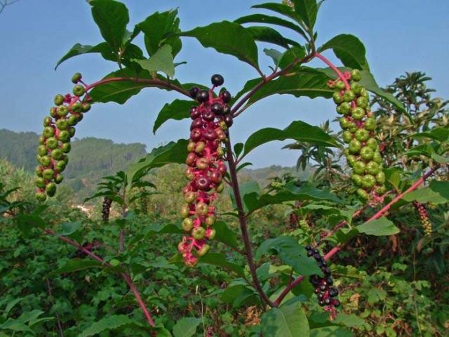 Phytolacca plant