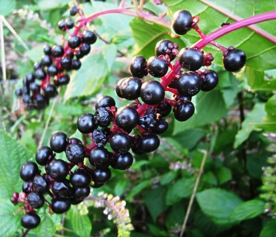 Phytolacca plant