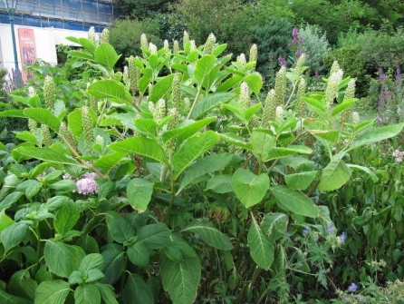 Phytolacca plant