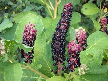 Phytolacca plant